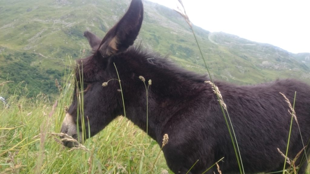 Steven Deschuyteneer Wat is dierenvriend Ezel Les Menuires