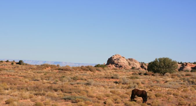 Steven Deschuyteneer Wat is dierenvriend Paarden USA