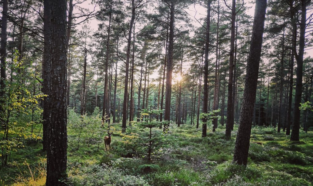 Steven Deschuyteneer Mindfulness zo geweldig doe meer met minder Augustus 2019 Noorwegen