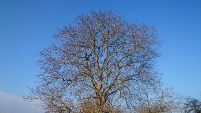 Steven Deschuyteneer Minimalisme de weg naar een lichter leven Nature