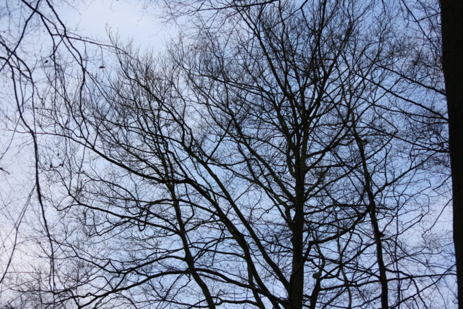 Steven Deschuyteneer Waarom eet ik vlees herfst bomen