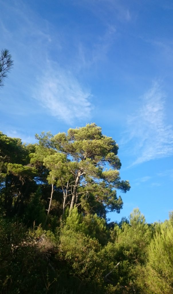 Steven Deschuyteneer Weg naar betere seks bomen