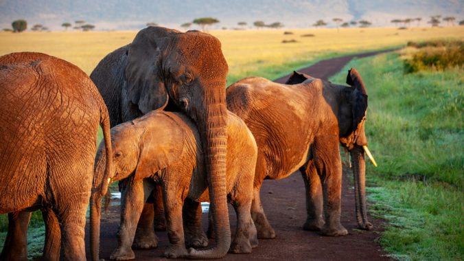 Steven Deschuyteneer Hoe kan ik zo eten met een gezin familie of inwonenden olifant