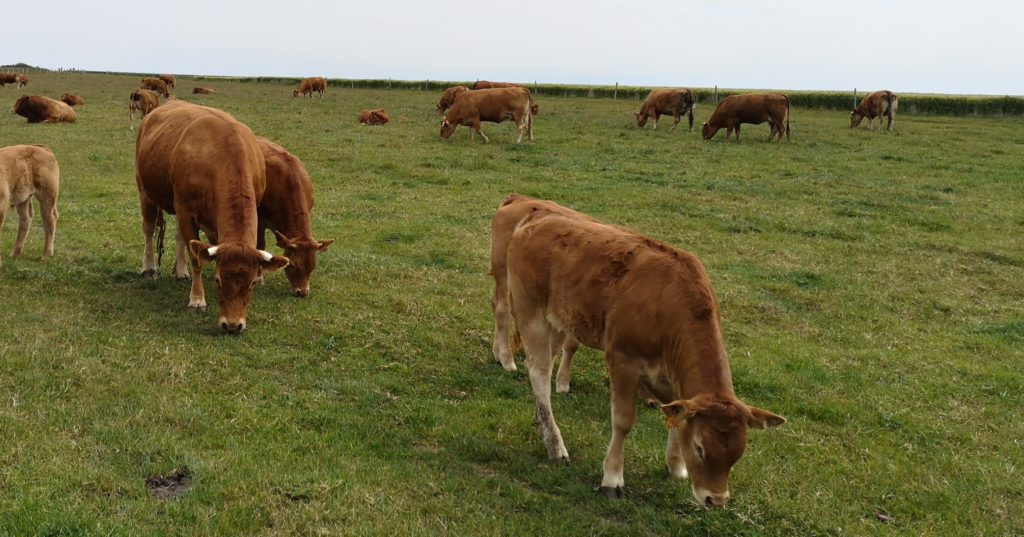 Steven Deschuyteneer Waarom ik me niet vegan voel en het zeker niet perse gezonder is koe