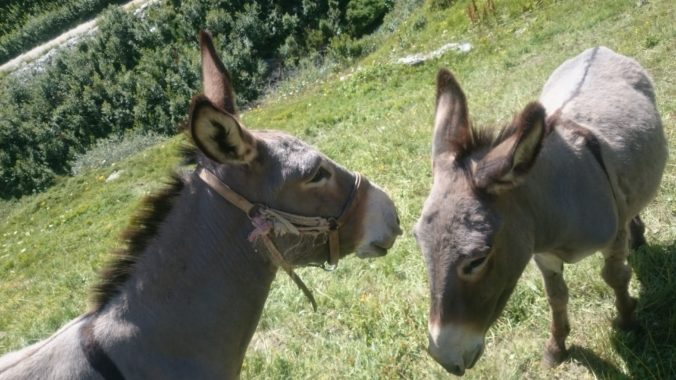 Steven Deschuyteneer Ik ben een natuurgeneeskundige en dit is wat je echt moet weten dieren