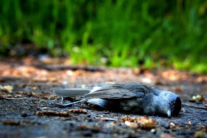 Steven Deschuyteneer 5G en wat je er gemakkelijk tegen kunt doen dode vogel