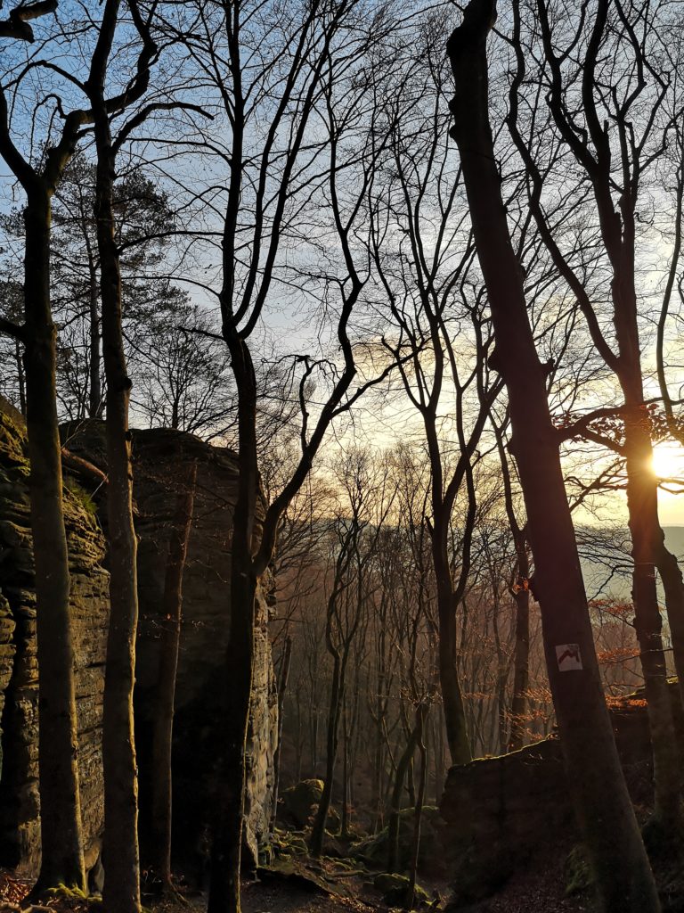 Steven Deschuyteneer De mens zijn dominantie op de natuur of net niet bos