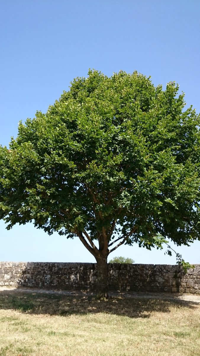 Steven Deschuyteneer Eindelijk ontlading na 6 weken onthouding Citadelle de Blaye Bordeaux