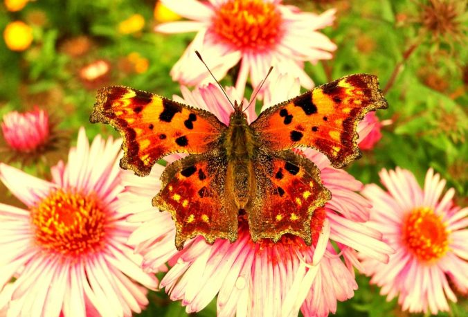 Steven Deschuyteneer Wat leren we door COVID-19 deel 3 fossiele brandstoffen natuur