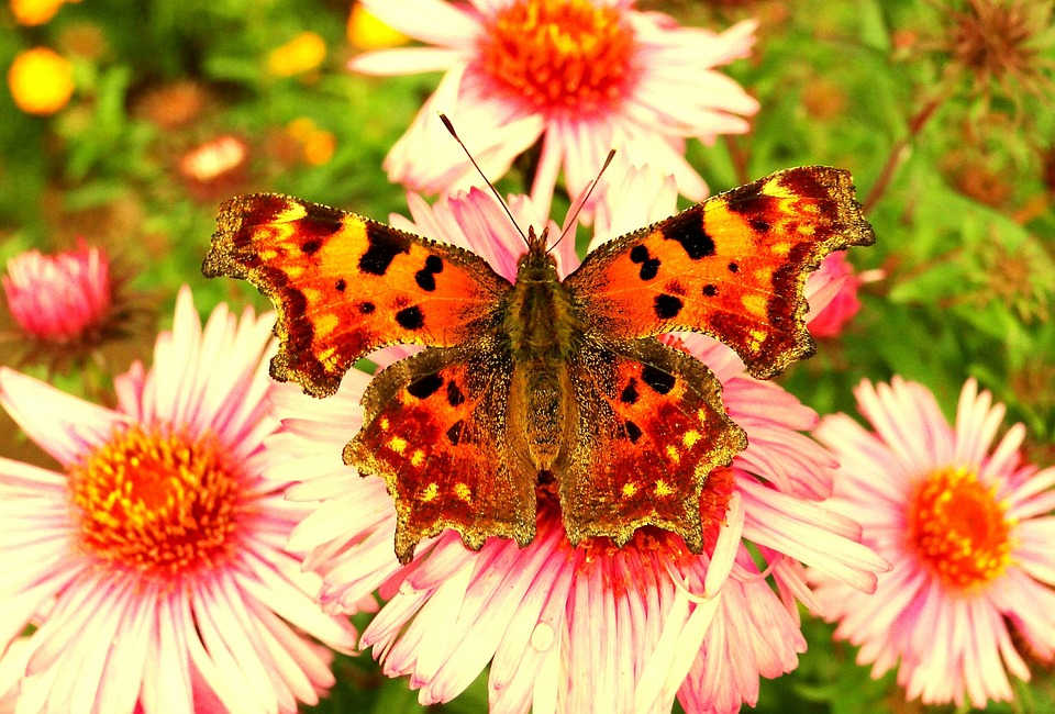 Steven Deschuyteneer Wat leren we door COVID-19 deel 3 fossiele brandstoffen natuur