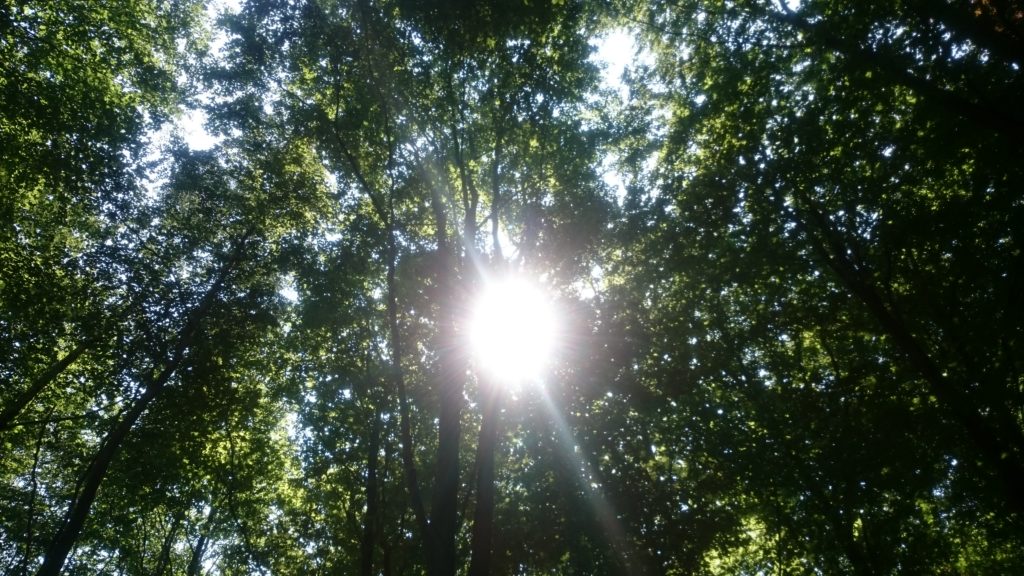 Steven Deschuyteneer Wat leren we door COVID-19 deel 4 snelheid natuur