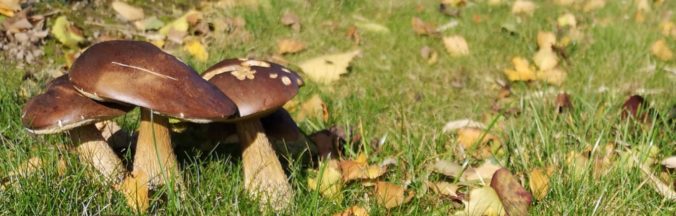Steven Deschuyteneer De onbewuste problemen van de hippe tuin paddenstoel