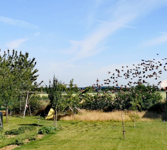 Steven Deschuyteneer Hoe eenvoudig u tuin gezonder maken 2020