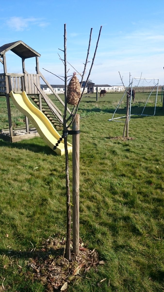 Steven Deschuyteneer Hoe eenvoudig u tuin gezonder maken fruit bomen