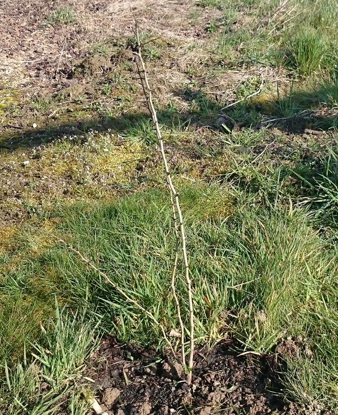 Steven Deschuyteneer Hoe eenvoudig u tuin gezonder maken landbouw haag plant