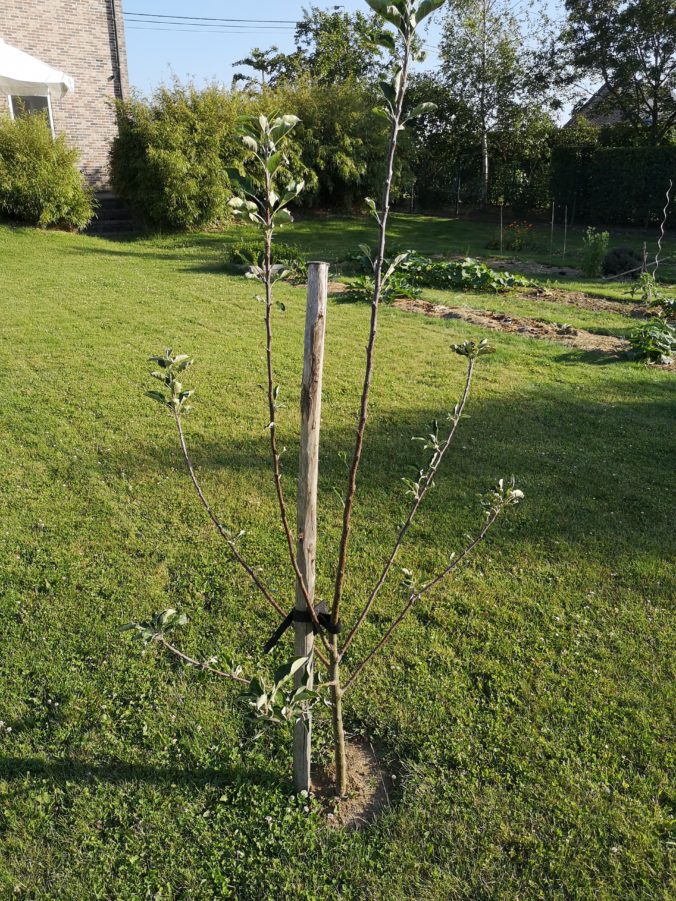 Steven Deschuyteneer Hoe eenvoudig u tuin gezonder maken halfstam