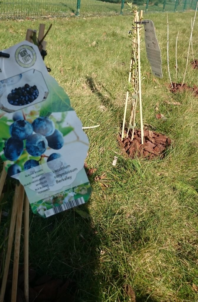 Steven Deschuyteneer Hoe eenvoudig u tuin gezonder maken klein fruit