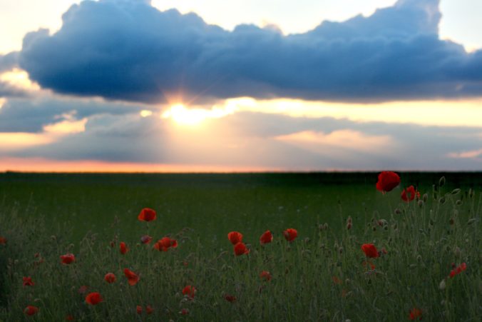 Steven Deschuyteneer De natuur zorgt voor alles en waarom is dat niet genoeg