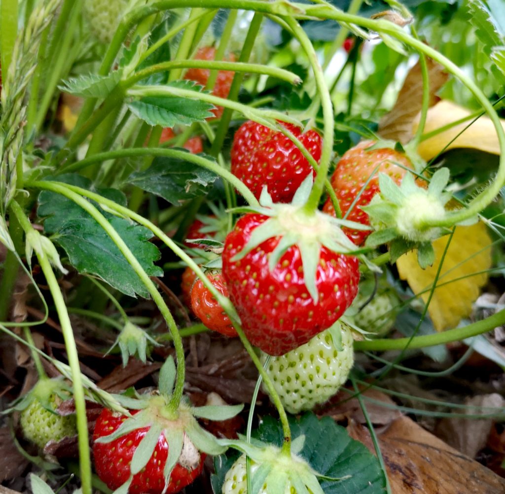 Steven Deschuyteneer De natuur zorgt voor alles en waarom is dat niet genoeg aardbeien