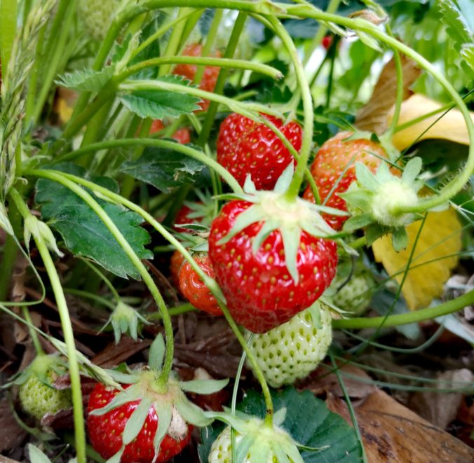 Steven Deschuyteneer De natuur zorgt voor alles en waarom is dat niet genoeg aardbeien