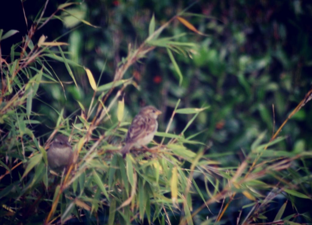 Steven Deschuyteneer De natuur zorgt voor alles en waarom is dat niet genoeg vogels