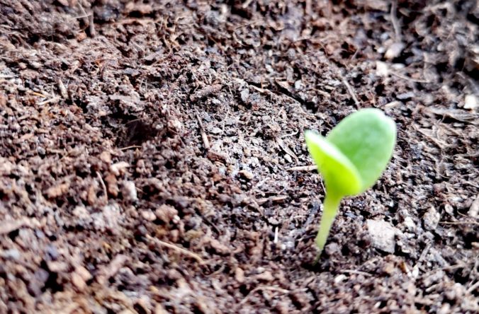 Steven Deschuyteneer Hoe eenvoudig zonder moeite een moestuintje beginnen