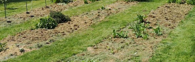 Steven Deschuyteneer Hoe eenvoudig zonder moeite een moestuintje beginnen bedekken