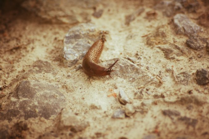 Steven Deschuyteneer Hoe eenvoudig zonder moeite een moestuintje beginnen dieren