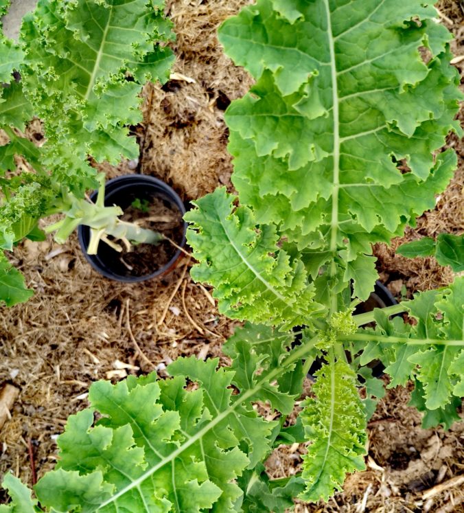 Steven Deschuyteneer Plantjes of zaadjes planten in de groentetuin kale