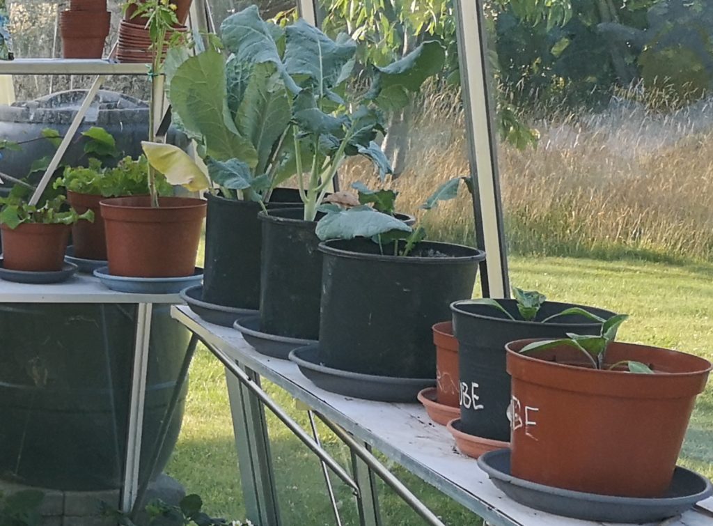 Steven Deschuyteneer Plantjes of zaadjes planten in de groentetuin potjes