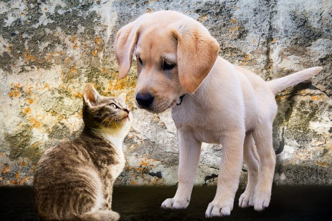 Steven Deschuyteneer Vegan spreekbeurt 10 jaar 4de leerjaar hond kat