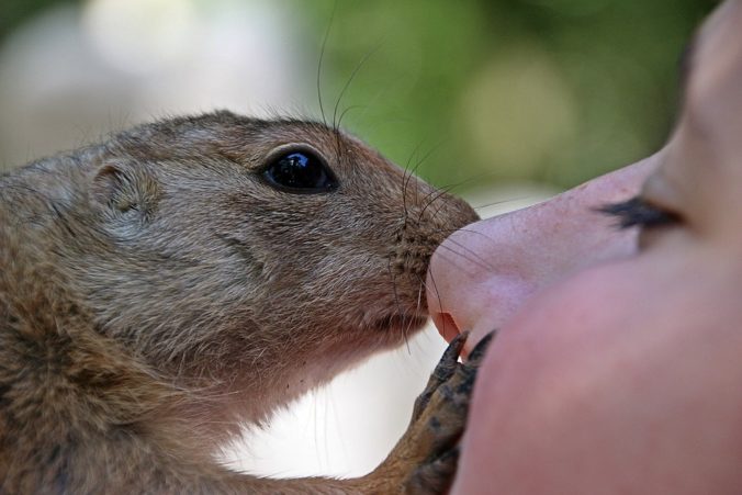 Steven Deschuyteneer Vegan spreekbeurt 10 jaar 4de leerjaar knuffel dier