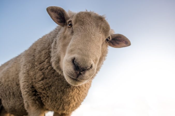 Steven Deschuyteneer Vegan spreekbeurt 10 jaar 4de leerjaar schaap