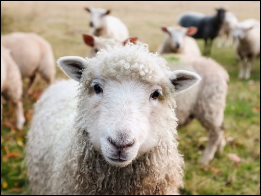 Steven Deschuyteneer Vegan spreekbeurt 10 jaar 4de leerjaar schapen