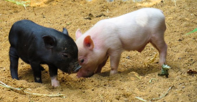 Steven Deschuyteneer Vegan spreekbeurt 10 jaar 4de leerjaar varken