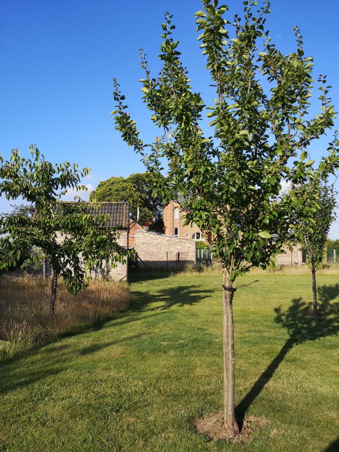 Steven Deschuyteneer Hoe eenvoudig een oase in u tuin maken bomen