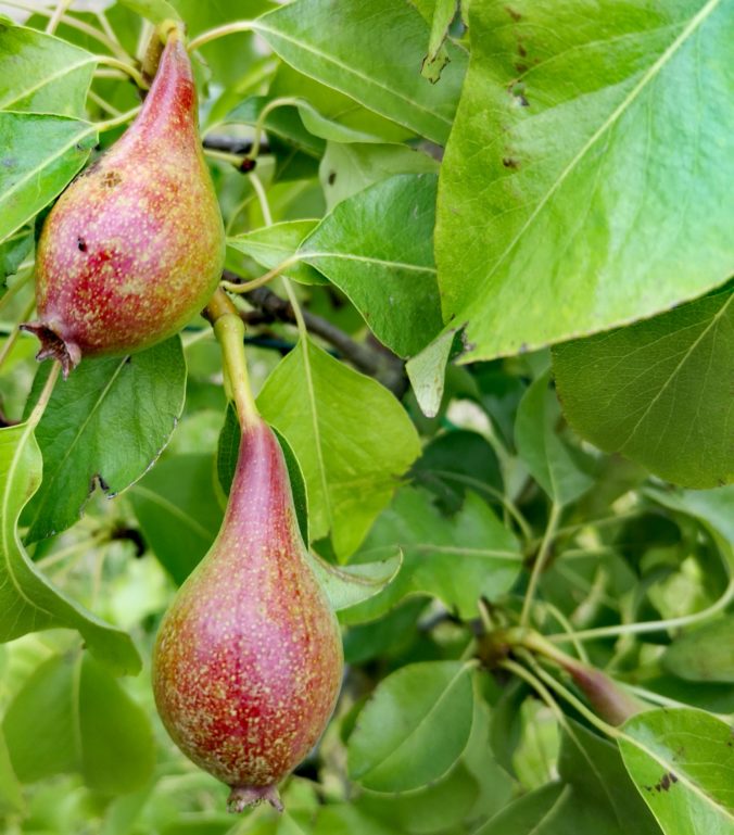 Steven Deschuyteneer Hoe eenvoudig een oase in u tuin maken peren