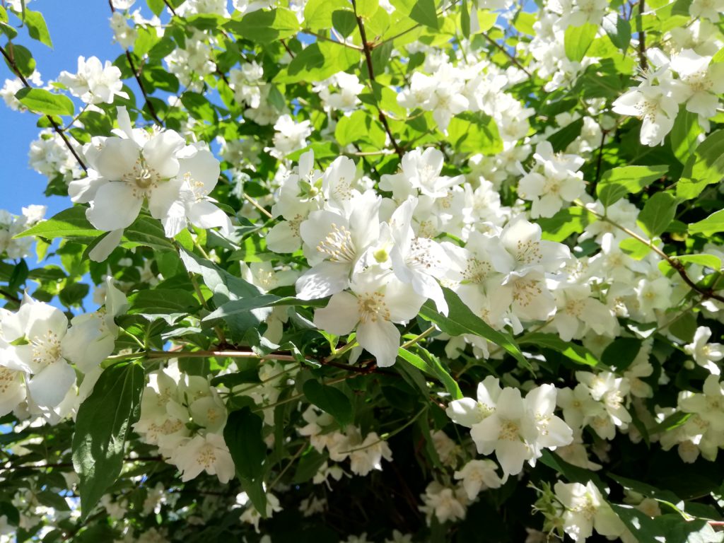 Steven Deschuyteneer Waarom we zo graag eten wat we eten bloemen