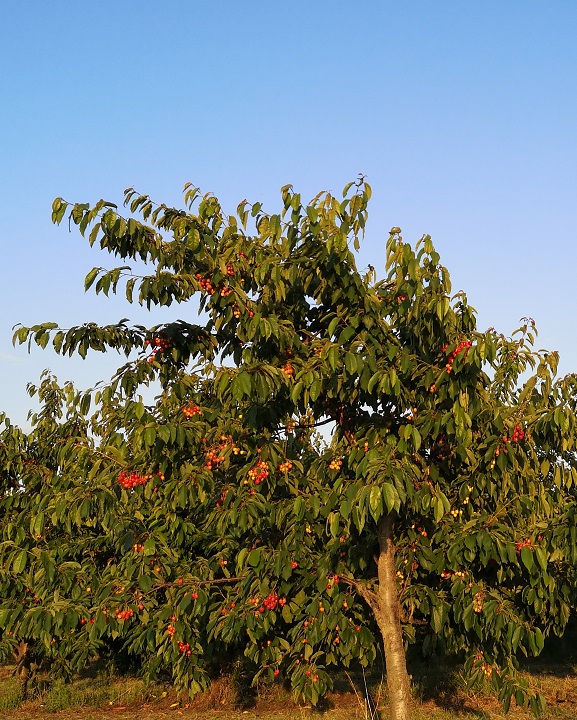 Steven Deschuyteneer Welk fruit en groenten zijn goed voor de mens en welke niet kersen