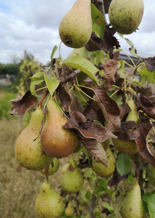 Steven Deschuyteneer Welk fruit en groenten zijn goed voor de mens en welke niet peren