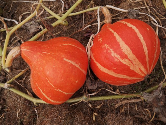 Steven Deschuyteneer Een kleine verandering die iedereen kan doen voor een betere wereld tuin