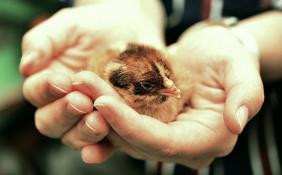 Steven Deschuyteneer Verdwaald in deze wereld dier mens natuur