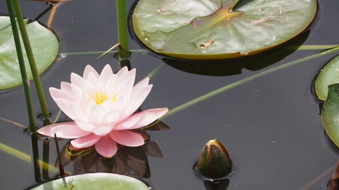 Steven Deschuyteneer Wie voelt zich onderdanig als slachtoffer en wie houdt ervan lotus