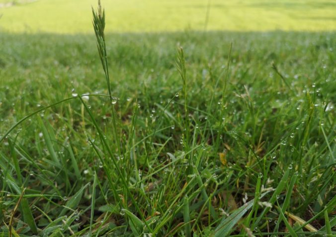 Steven Deschuyteneer Een leven met de natuur hoe en waarom doe je dat gras