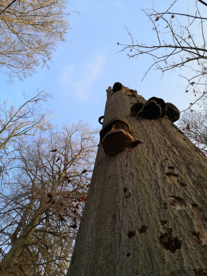 Steven Deschuyteneer Wat je van uw partner verwacht en niet gebeurd lucht boom