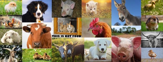 Steven Deschuyteneer Wat gebeurt er als ik 8 jaar geen dierlijke producten eet dieren geen eten