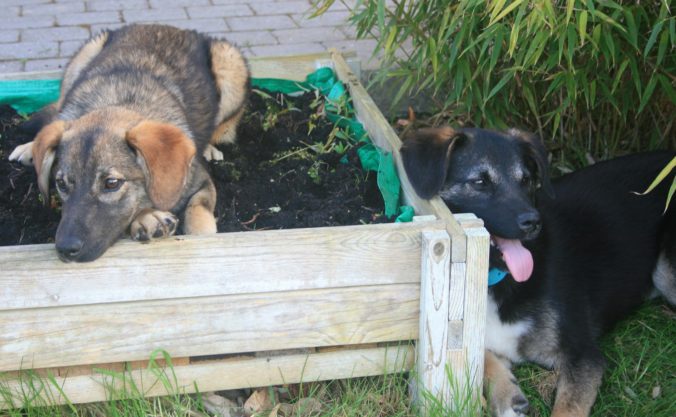 Steven Deschuyteneer Wat te leren van hond en kat Luna Ohana