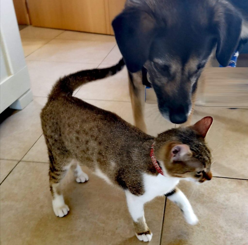 Steven Deschuyteneer Wat te leren van hond en kat Luna Sunny elkaar