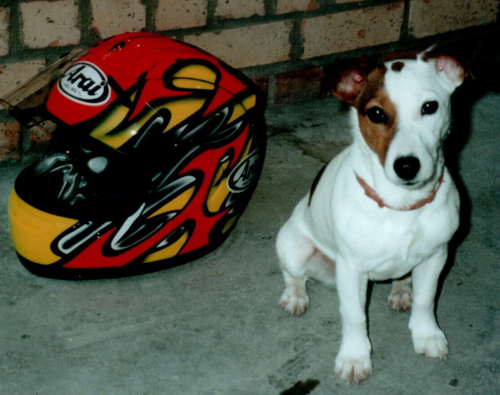 Steven Deschuyteneer Wat te leren van hond en kat Noa naast helm