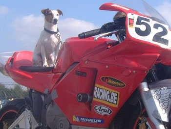 Steven Deschuyteneer Wat te leren van hond en kat Noa op moto